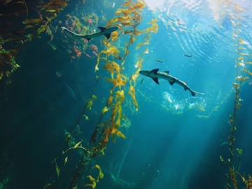 পৃথিবীর সবচেয়ে দূরের স্থান 'পয়েন্ট নিমো', কেউ পৌঁছতে পারে না! রহস্যময় এই দ্বীপে কী রয়েছে? পৃথিবীর সবচেয়ে দূরের স্থান 'পয়েন্ট নিমো', কেউ পৌঁছতে পারে না! রহস্যময় এই দ্বীপে কী রয়েছে?