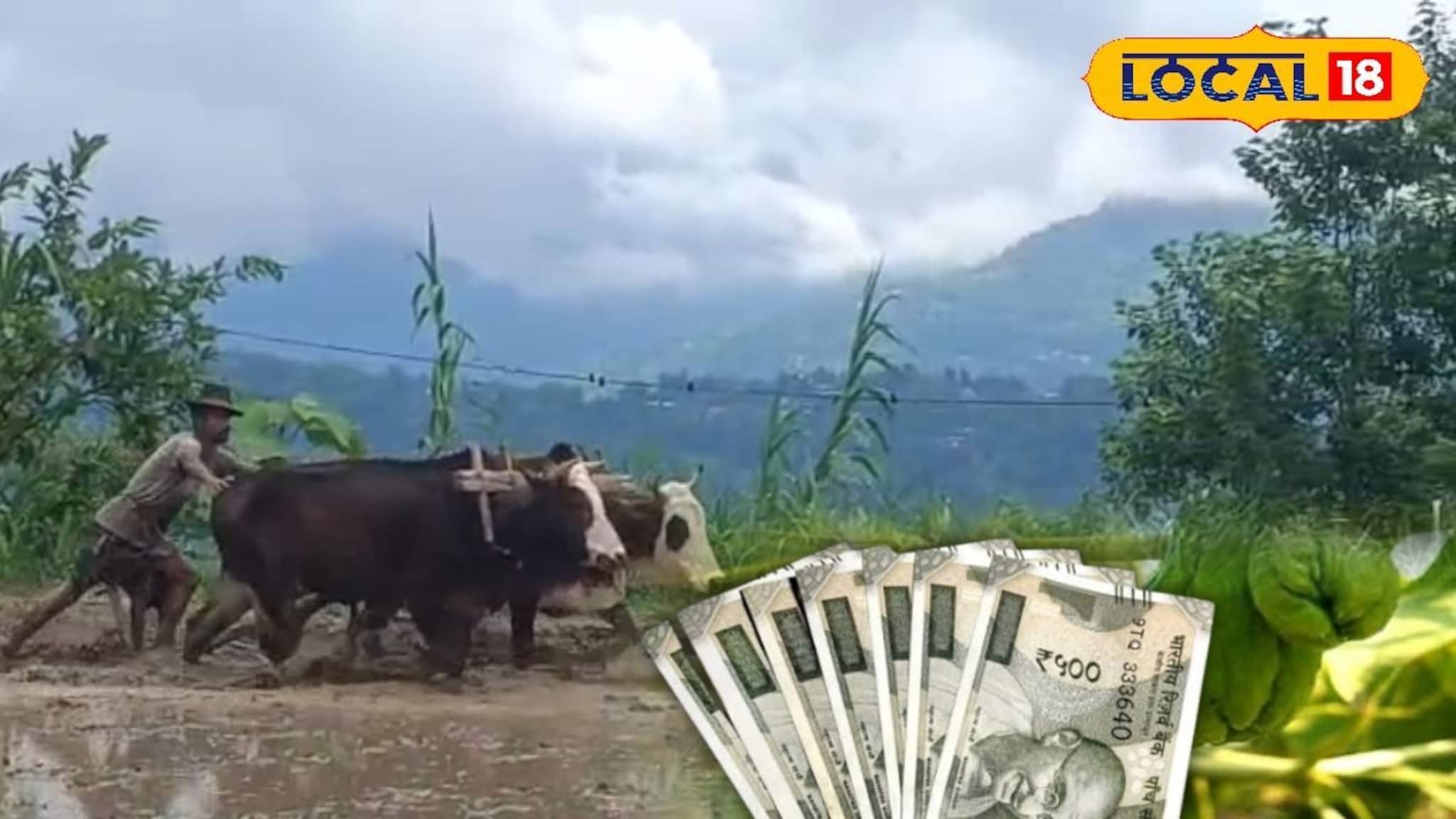 Profitable Agriculture Ideas: এক কেজিতেই ৪০ টাকা! পাহাড়ের 'দামি' ফসলের চাষ এখন সমতলে, মোটা লাভের মুখ দেখতেই আহ্লাদে আটখানা চাষিরা