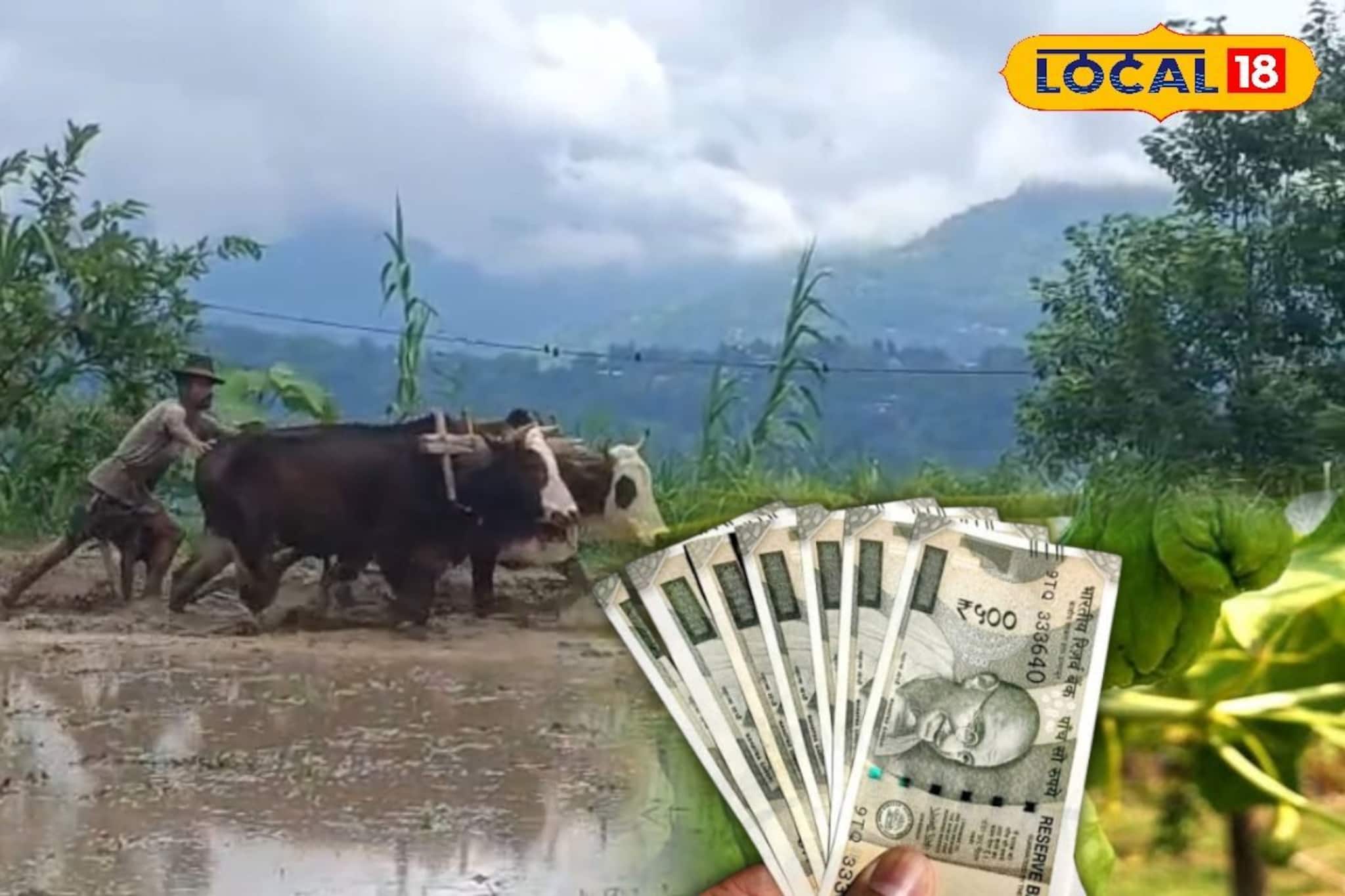 এক কেজিতেই ৪০ টাকা! পাহাড়ের 'দামি' ফসলের চাষ এখন সমতলে, মোটা লাভের মুখ দেখছেন চাষিরা