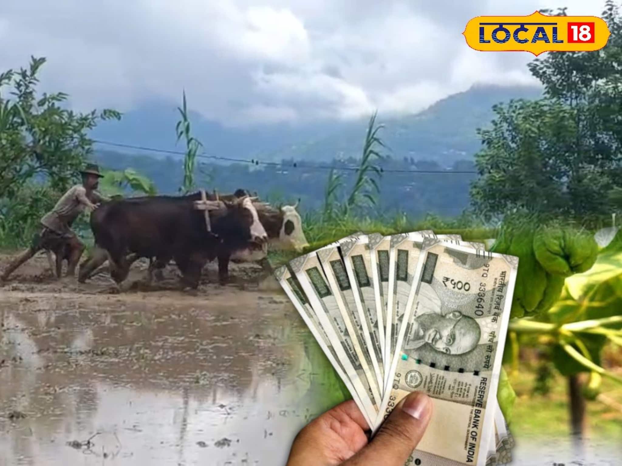 এক কেজিতেই ৪০ টাকা! পাহাড়ের 'দামি' ফসলের চাষ এখন সমতলে, মোটা লাভের মুখ দেখছেন চাষিরা