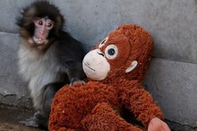 Monkey Punch : জন্মের পর মায়ের অত্যাচার! ছোট্ট বাঁদরছানা পুতুলকেই 'মা' ভেবে আঁকড়ে ধরেছে! 'পাঞ্চ' কাঁদাচ্ছে গোটা দুনিয়াকে