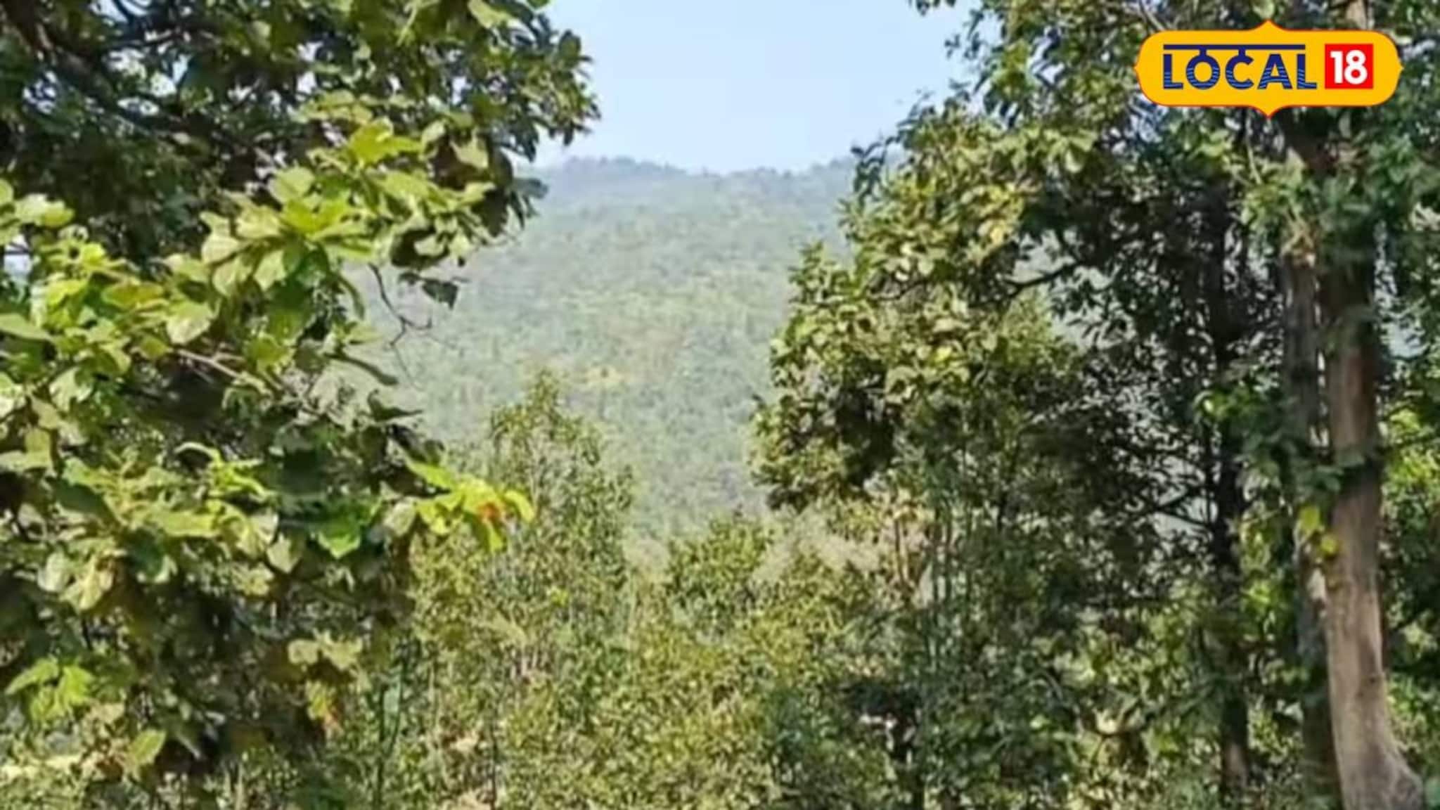 Purulia News: উৎসবের মরশুমে বাড়তি সচেতনতা! পুরুলিয়ায় অ্যাকশনে বন বিভাগ, ঘুরতে যাওয়ার প্ল্যান থাকলে জানুন জেলায় কী হচ্ছে