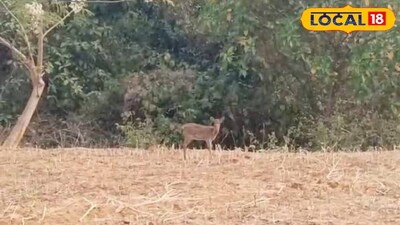 পুরুলিয়ার গ্রামে হরিণ