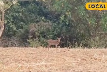 Purulia News: পুরুলিয়ার লোকালয়ে জোড়া হরিণ! ঘুরে বেড়াল বিভিন্ন জায়গায়, বসন্তের সকালে নজিরবিহীন ঘটনা