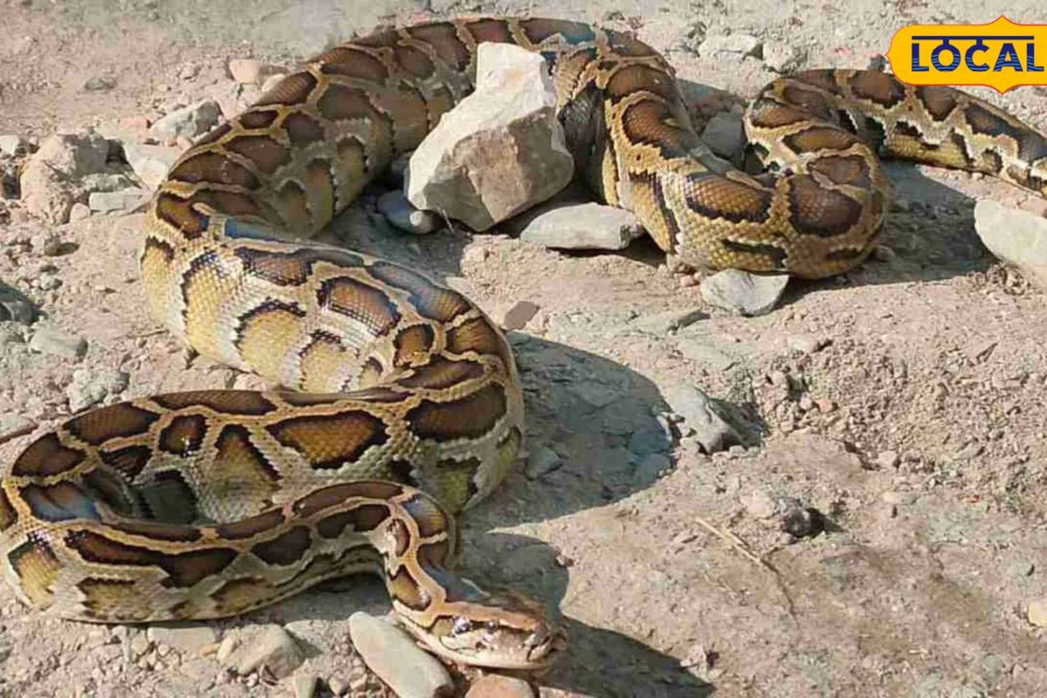 রেললাইনের ধারে দৈত্যাকার অজগরের বিচরণ! পরিবেশ কর্মীদের তৎপরতায় প্রাণে বাঁচল পাইথন