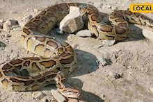 Python Snake: রেললাইনের ধারে দৈত্যাকার অজগরের বিচরণ, একটু হলেই...! পরিবেশ কর্মীদের তৎপরতায় প্রাণে বাঁচল ৯ ফুটের পাইথন