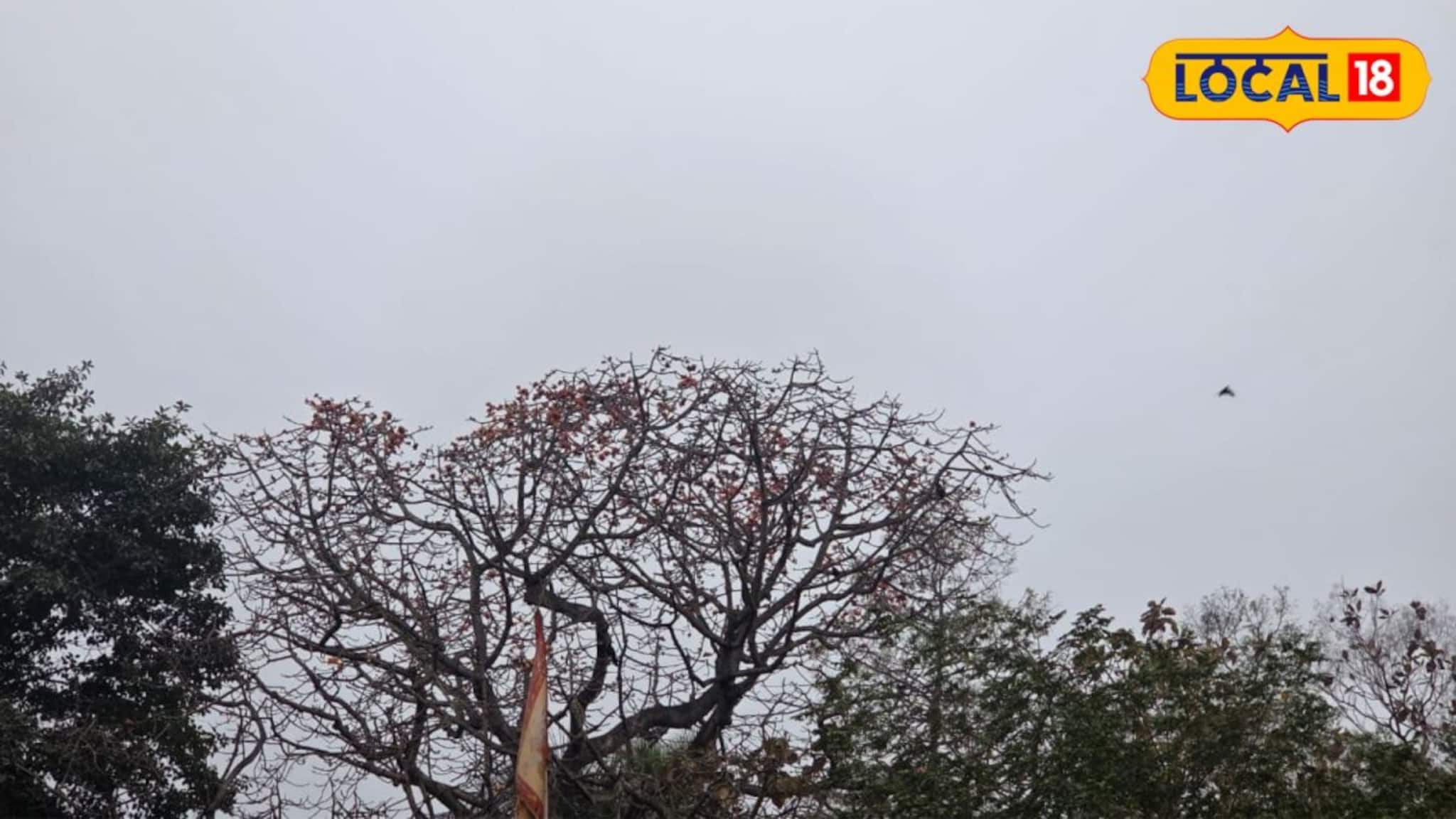 IMD Jhargram Weather Update: অক্ষরে অক্ষরে মিলল পূর্বাভাস, হালকা বৃষ্টির মুখোমুখি দক্ষিণবঙ্গ, আজ কেমন থাকবে ঝাড়গ্রাম? জানালো আবহাওয়া দফতর