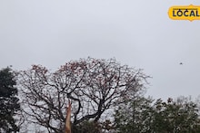 IMD Jhargram Weather Update: অক্ষরে অক্ষরে মিলল পূর্বাভাস, হালকা বৃষ্টির মুখোমুখি দক্ষিণবঙ্গ, আজ কেমন থাকবে ঝাড়গ্রাম? জানালো আবহাওয়া দফতর