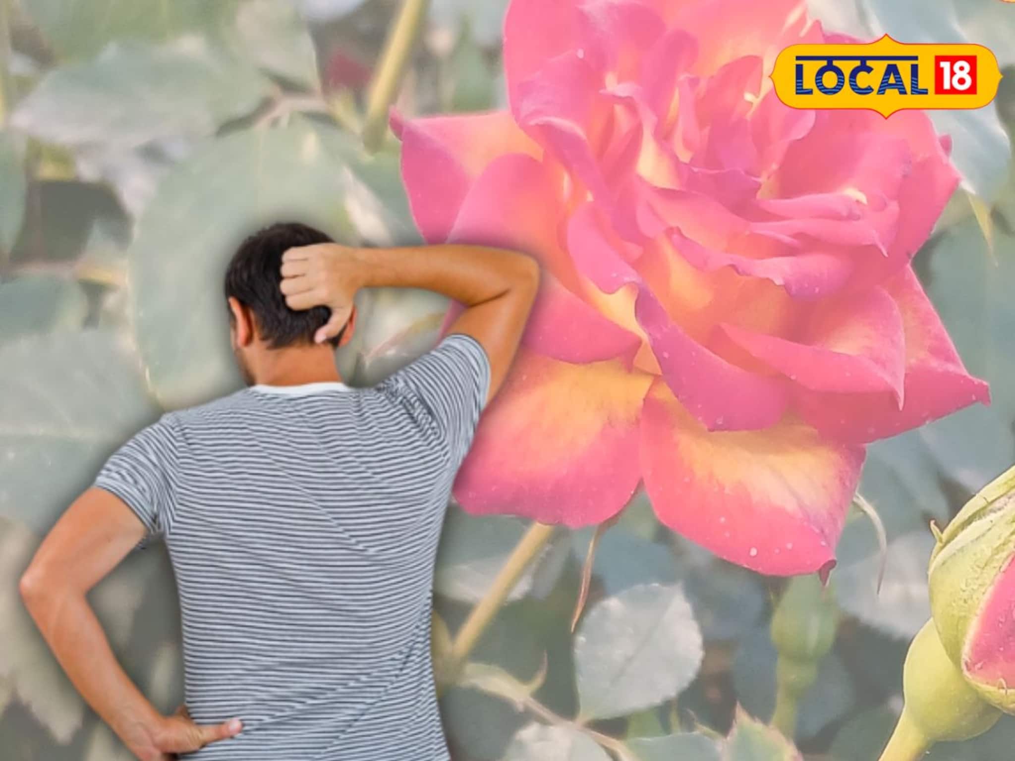 ভ্যালেন্টাইন্স ডে-র আগে এই কারণে গোলাপ নিয়ে উদ্বেগ হাওড়ার চাষিদের