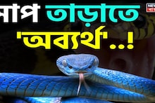 ত্রিসীমানায় ঘেঁষবে না 'সাপ'...! রান্নাঘরের এই 'জিনিস' থাকলে সাপের উপদ্রব কমবে, অব্যর্থ 'তুক'!