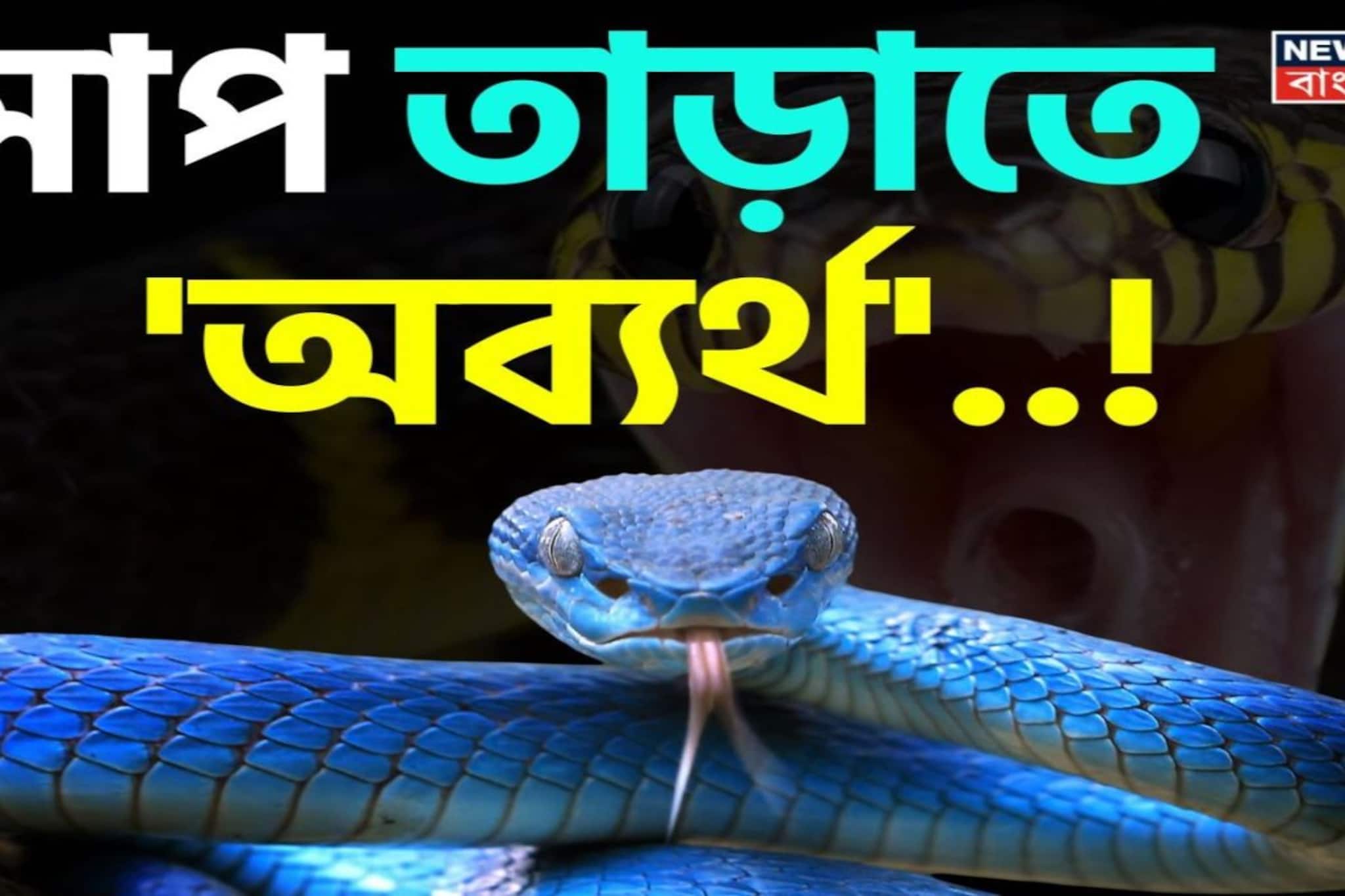 ত্রিসীমানায় ঘেঁষবে না 'সাপ'..! রান্নাঘরে এই 'জিনিস' থাকলে সাপের উপদ্রব কমবে, অব্যর্থ 'তুক'