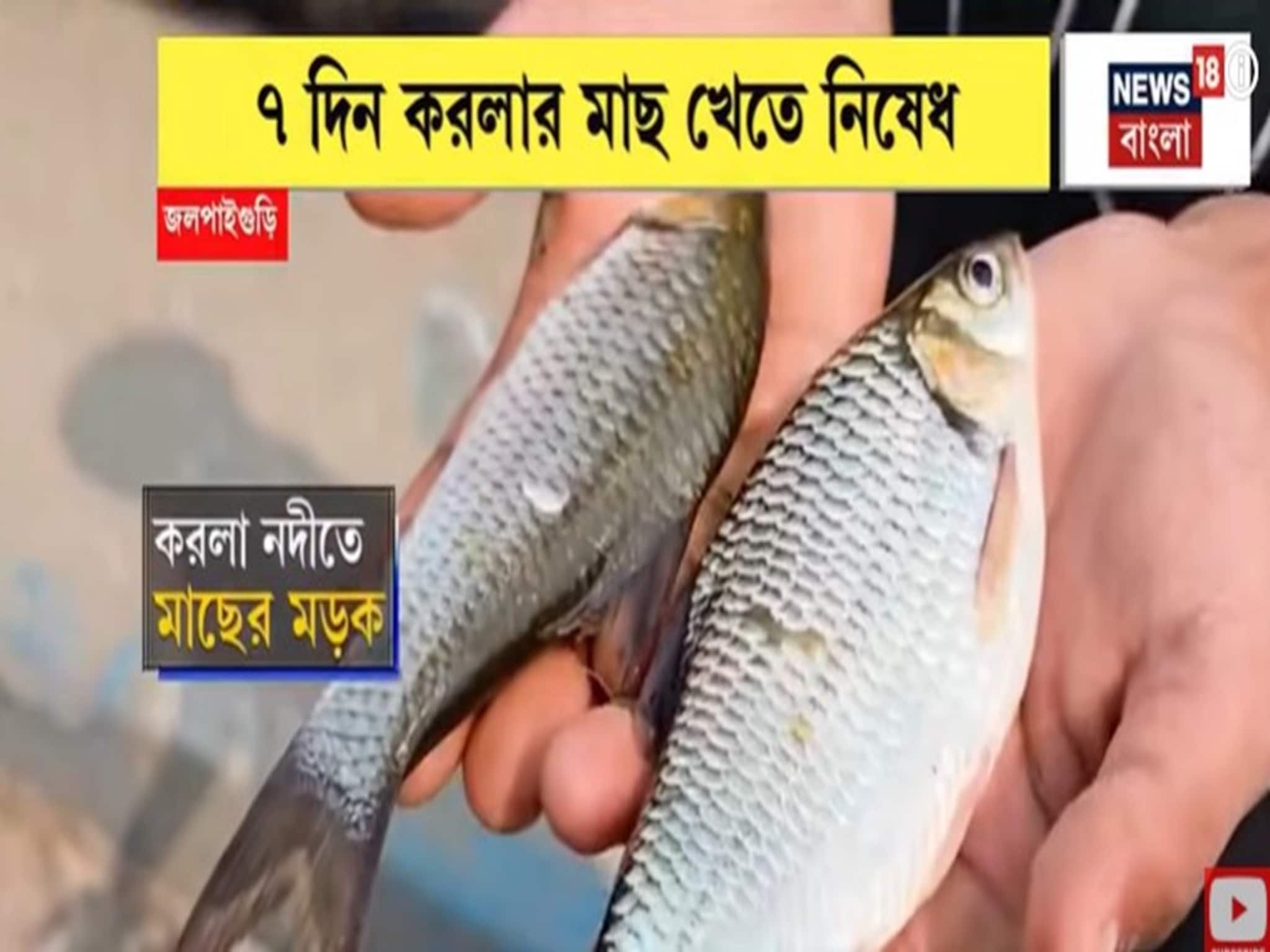 জলপাইগুড়ির করলা নদীতে মাছের মড়ক, ৭ দিন করলার মাছ খেতে নিষেধ