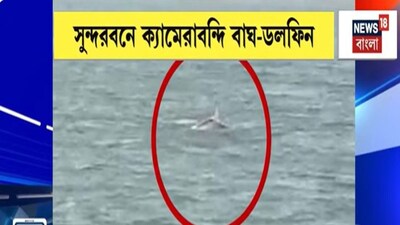 सुंदरबन में दुर्लभ नजारा: रॉयल बंगाल टाइगर और डॉल्फ़िन देख पर्यटक हुए रोमांचित.