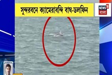 Sunderban: সুন্দরবনে বেনিফেলির জঙ্গলে রয়্যাল বেঙ্গল টাইগার দর্শন, মাতলা নদীতে মিলল ডলফিনের দেখাও