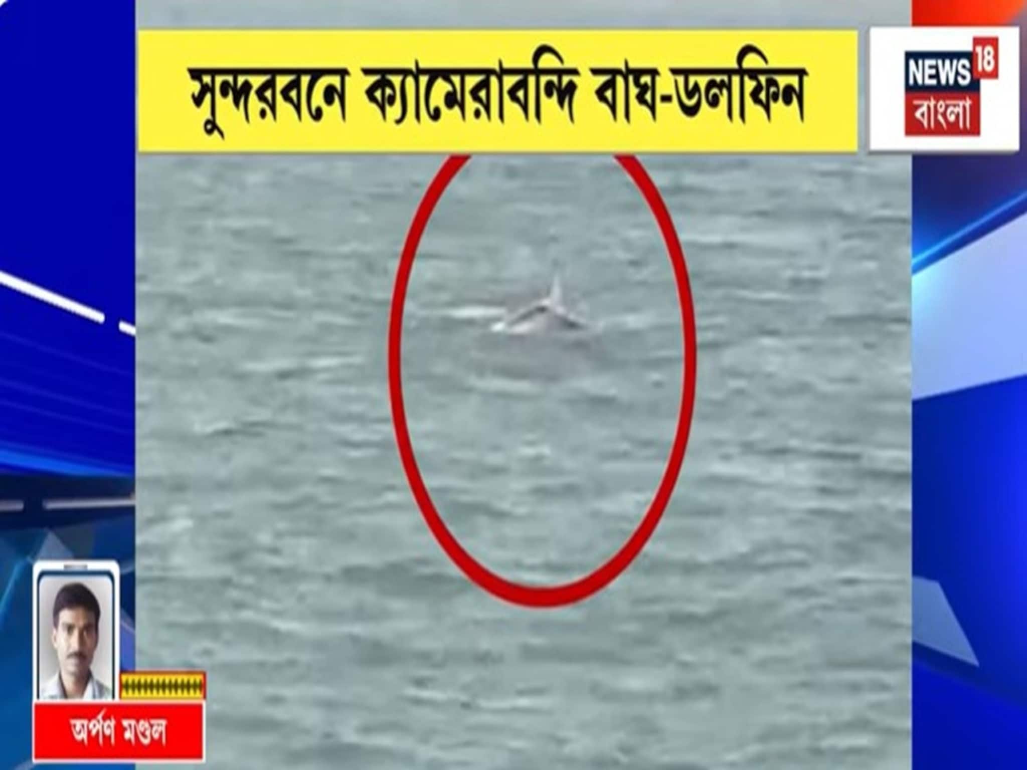 সুন্দরবনে বেনিফেলির জঙ্গলে রয়্যাল বেঙ্গল টাইগার দর্শন, মাতলা নদীতে মিলল ডলফিনের দেখাও