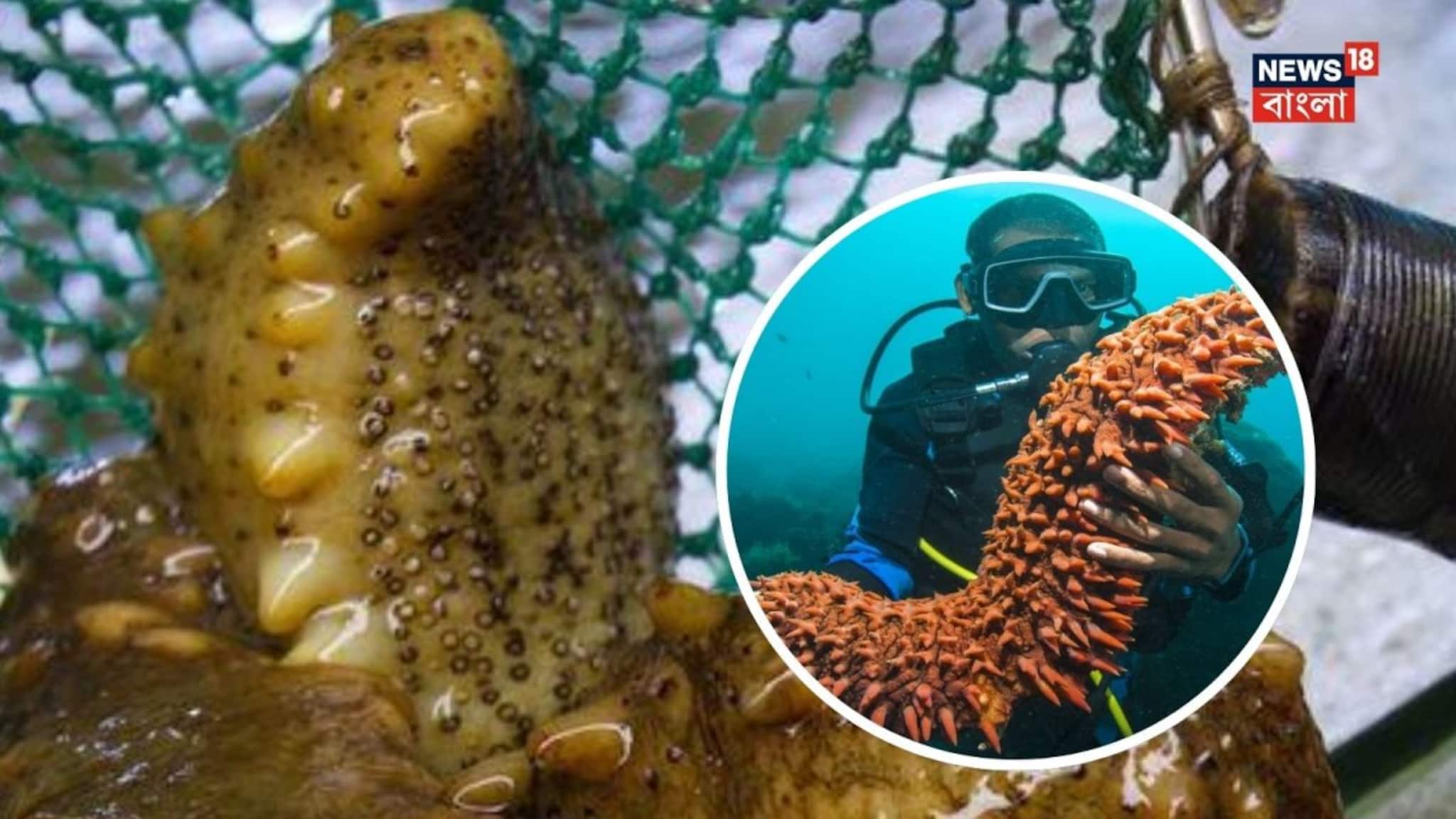 General Knowledge: খায় পায়ু দিয়ে, হাজার একটা চ্যাটচ্যাটে শুঁড়! বিশাল দাম দিয়ে সেই প্রাণিই কিনে খায় মানুষ