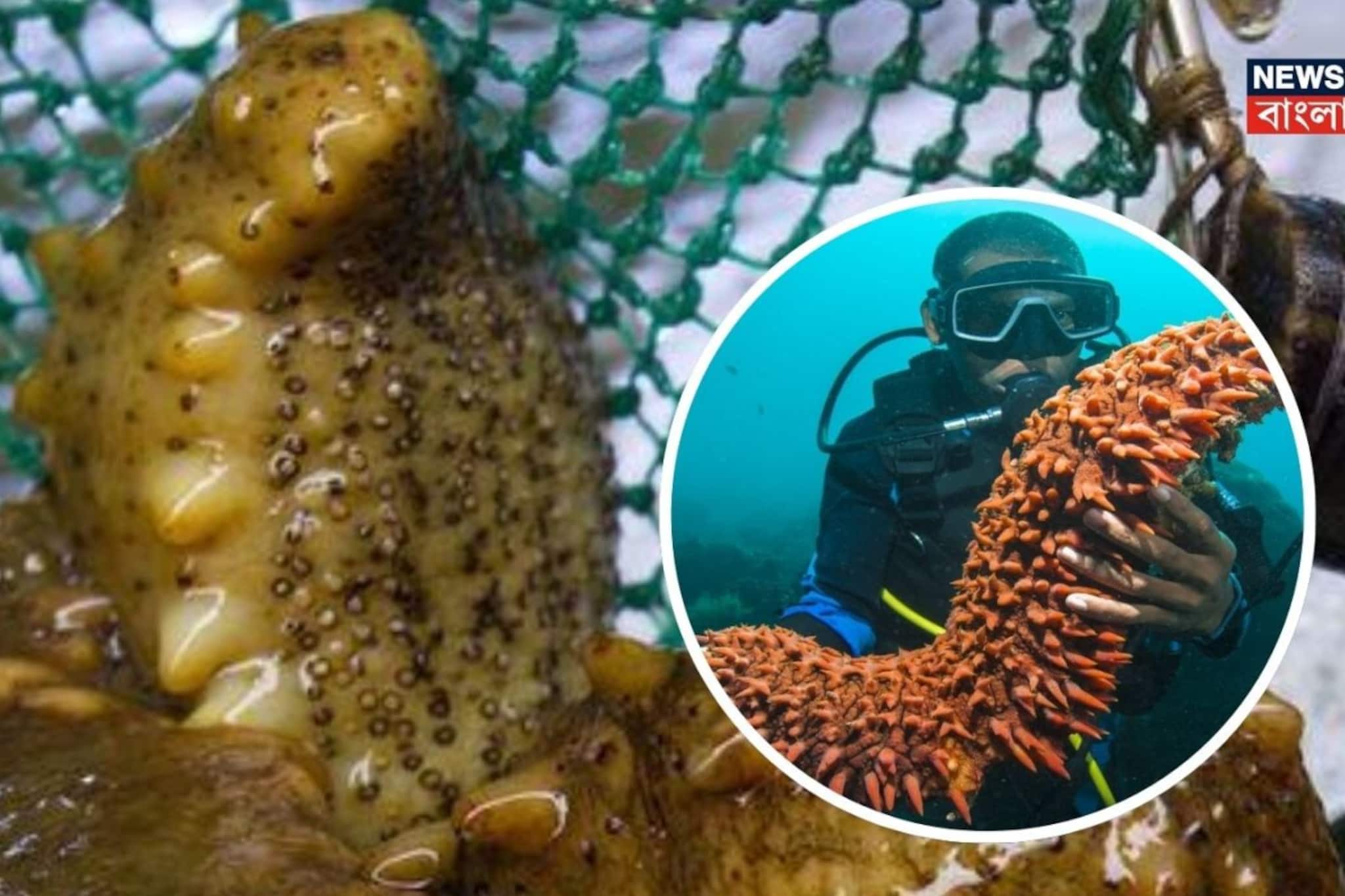 খায় পায়ু দিয়ে, হাজারটা চ্যাটচ্যাটে শুঁড়! বিশাল দাম দিয়ে সেই প্রাণিই কিনে খায় মানুষ