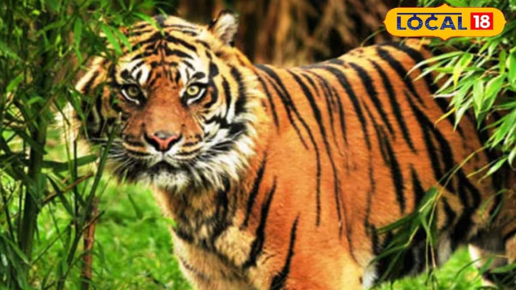 মাছ-কাঁকড়া ধরতে গিয়ে বাঘের মুখোমুখি! সুন্দরবনে দক্ষিণরায়ের হানায় ফের মৎস্যজীবীর মৃত্যু