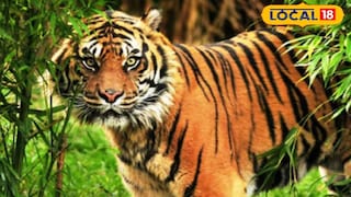 বাঘের হামলায় মৎসজীবীর মৃত্যু | প্রতীকী ছবি বাঘের হামলায় মৎসজীবীর মৃত্যু | প্রতীকী ছবি