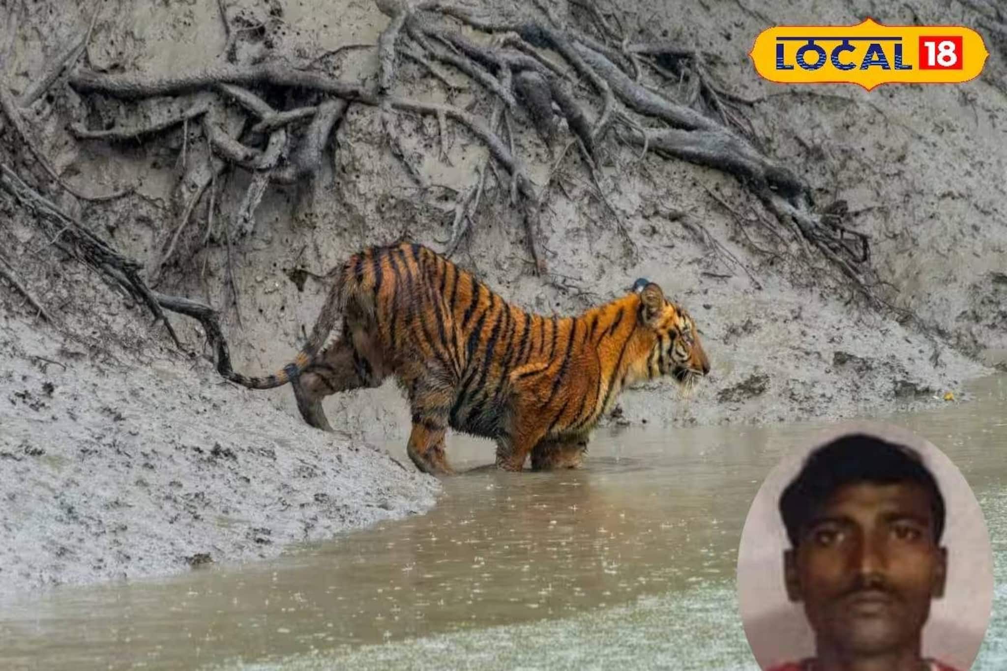 কাঁকড়া ধরার সময় আচমকা ঘাড়ে কামড়! গোসাবার মৎস্যজীবীকে তুলে নিয়ে গেল বাঘ