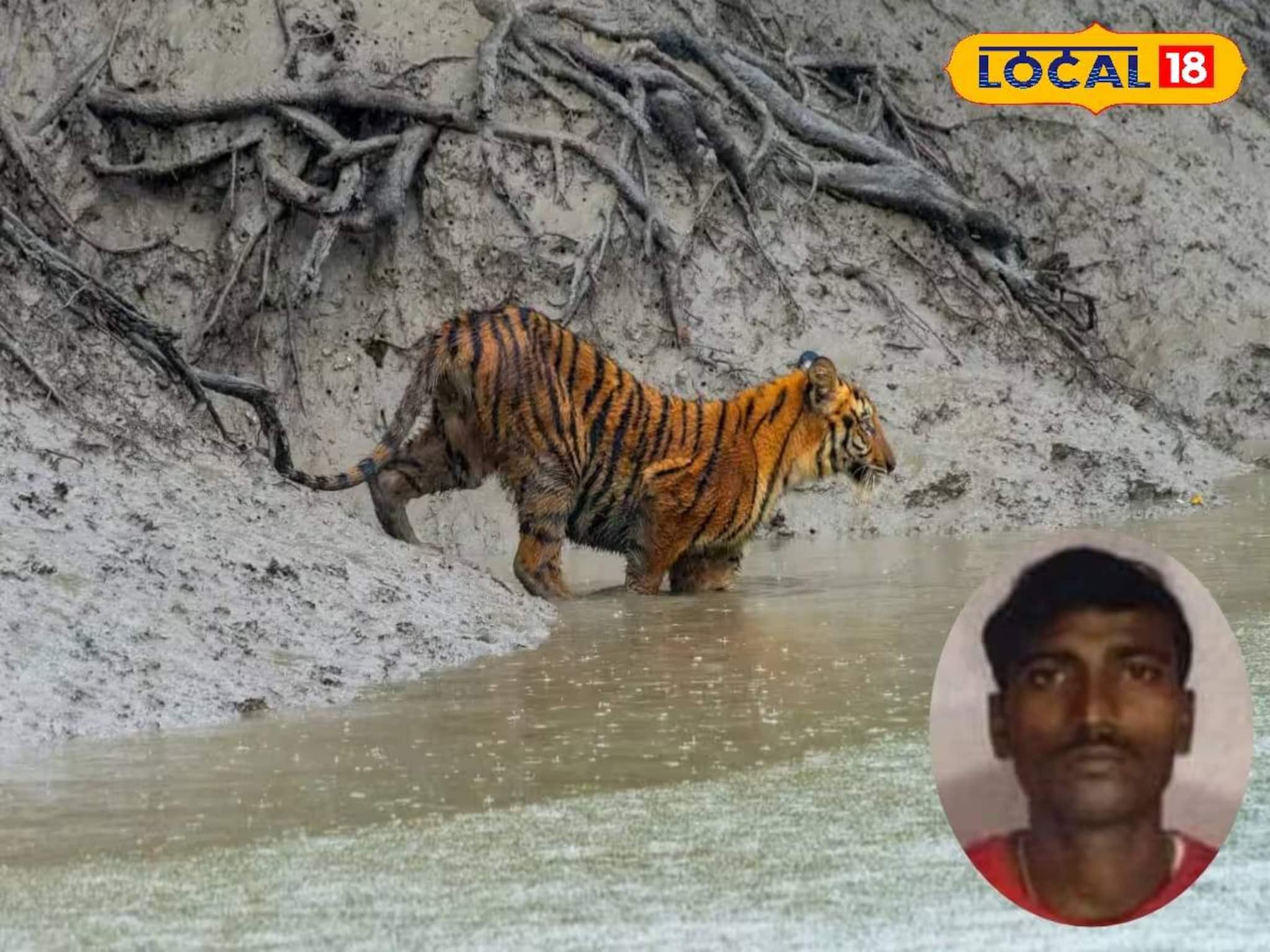 কাঁকড়া ধরার সময় আচমকা ঘাড়ে কামড়! গোসাবার মৎস্যজীবীকে তুলে নিয়ে গেল বাঘ