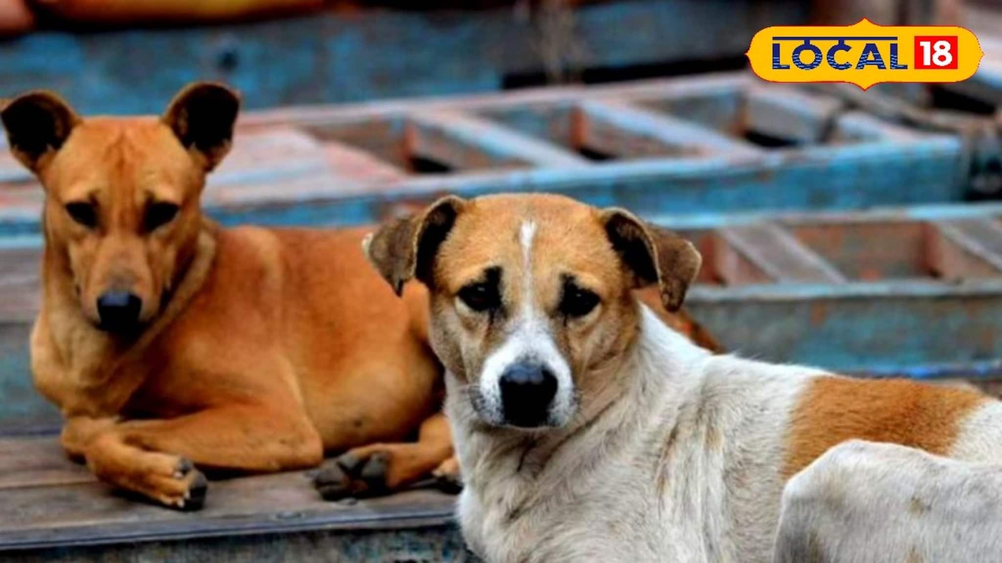 North 24 Parganas News: বিষ খাইয়ে ১৫টির বেশি সারমেয়কে মেরে ফেলার অভিযোগ! চরম নৃশংসতা বনগাঁয়, হবে মৃত কুকুরদের ময়নাতদন্ত