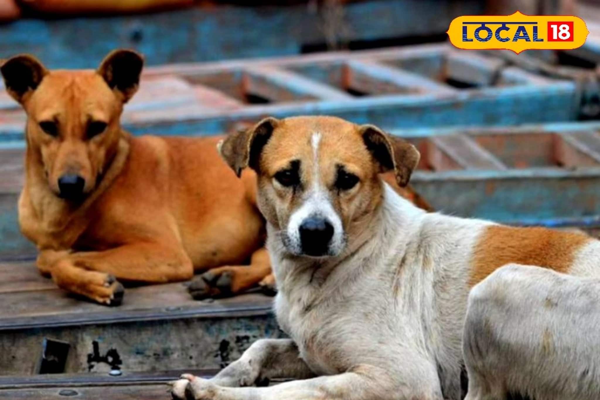 বিষ খাইয়ে ১৫টির বেশি সারমেয়কে মেরে ফেলার অভিযোগ! চরম নৃশংসতা বনগাঁয়, হবে ময়নাতদন্ত