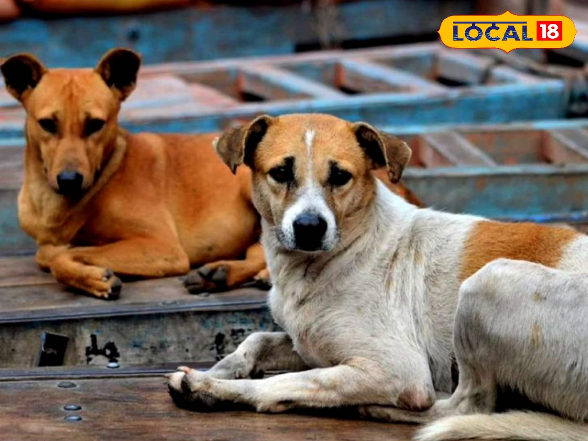 বিষ খাইয়ে ১৫টির বেশি সারমেয়কে মেরে ফেলার অভিযোগ! চরম নৃশংসতা বনগাঁয়, হবে ময়নাতদন্ত