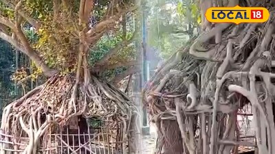 বানিপুরে অদ্ভুত আকারের গাছ