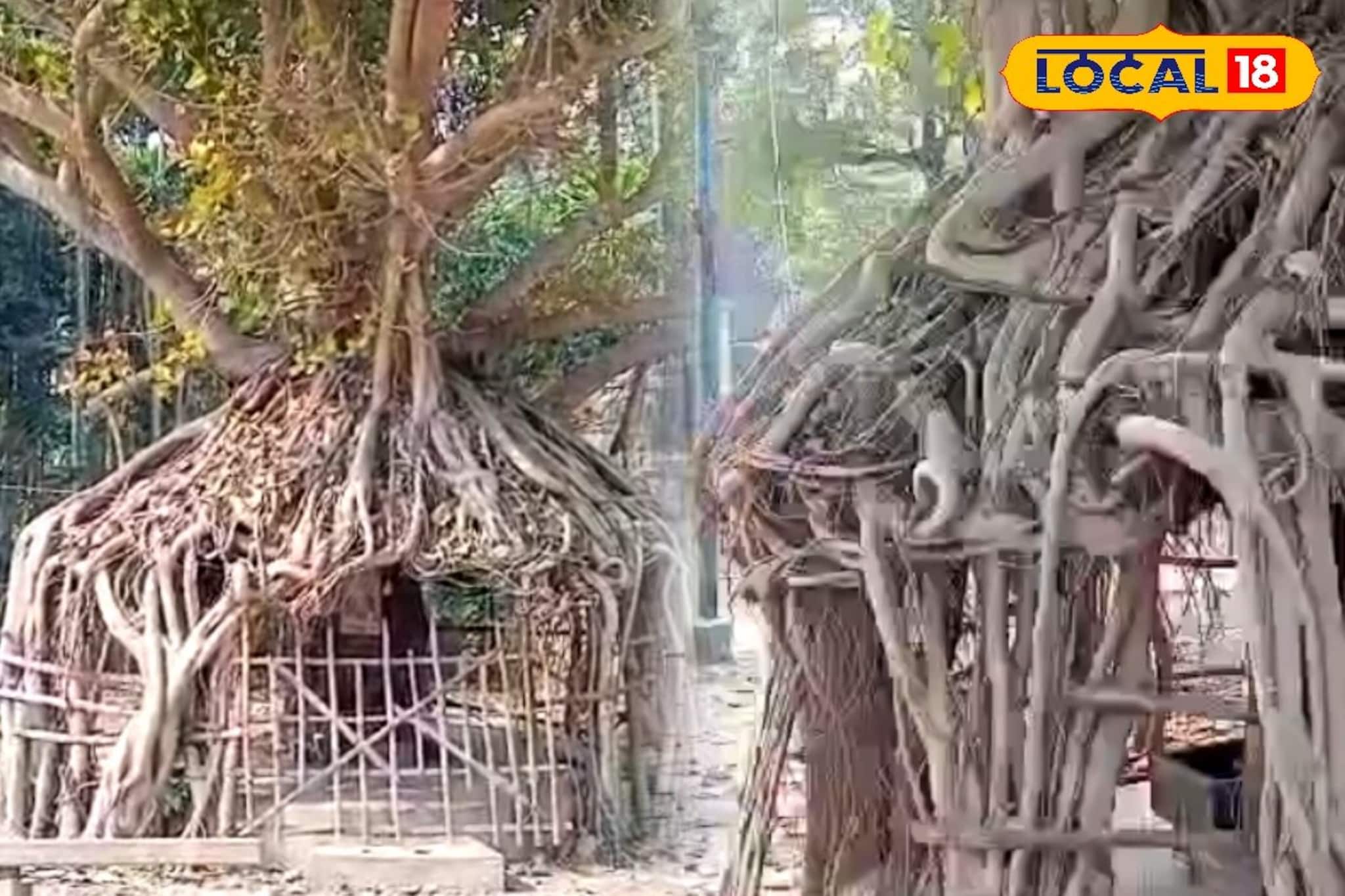 শিবরাত্রির আগে বানিপুরে অদ্ভুত আকারের গাছকে ঘিরে শোরগোল, পূরণ হচ্ছে মনস্কামনা!