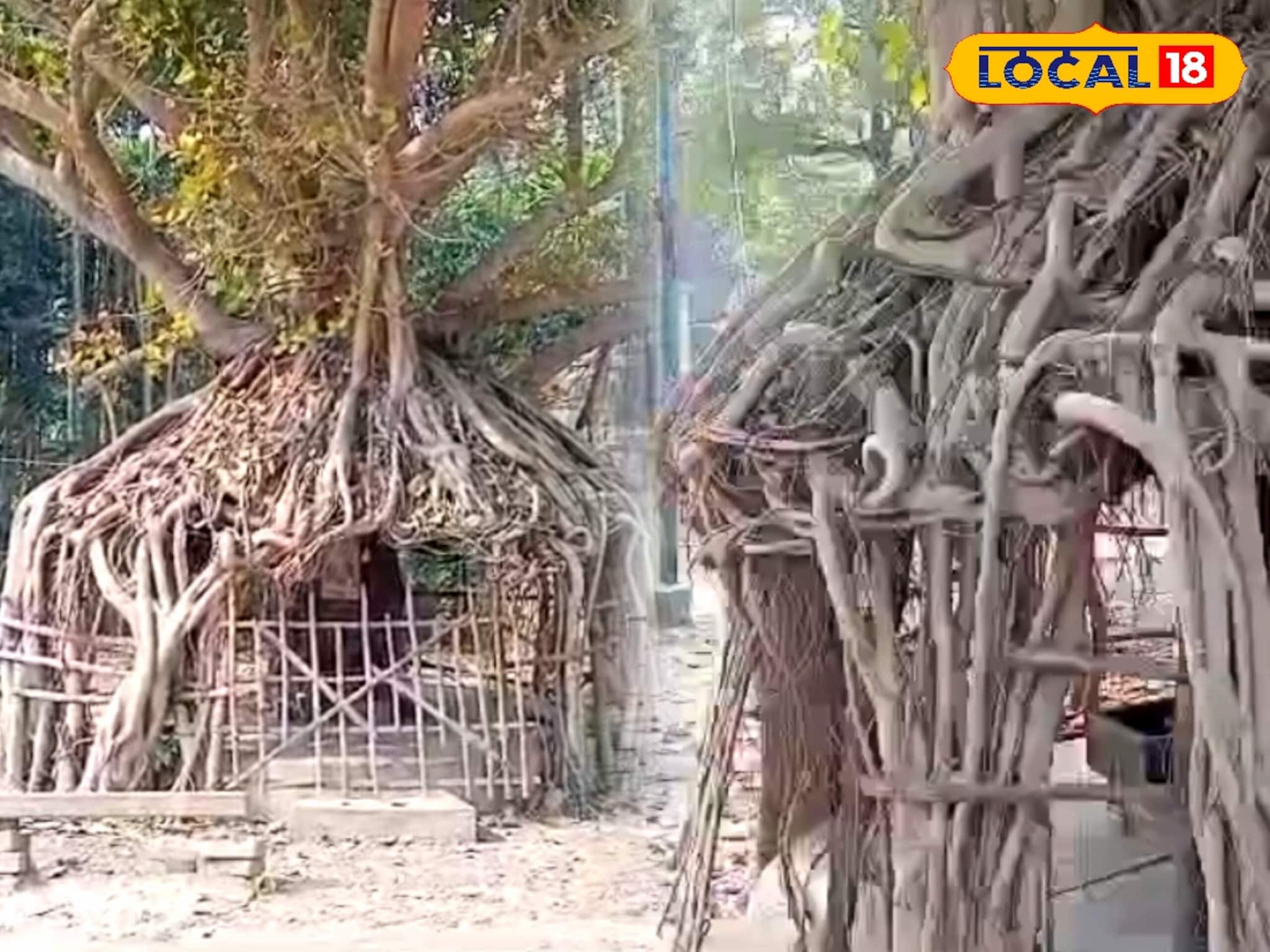 শিবরাত্রির আগে বানিপুরে অদ্ভুত আকারের গাছকে ঘিরে শোরগোল, পূরণ হচ্ছে মনস্কামনা!