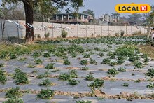 Valentine's Week: গোলাপ কিংবা চকলেট নয়, স্ট্রবেরি ক্ষেতে জমবে প্রেম! ভ্যালেন্টাইন্স উইকে ভালবাসার নতুন ঠিকানা, না জানলে পরে আফসোস করবেন