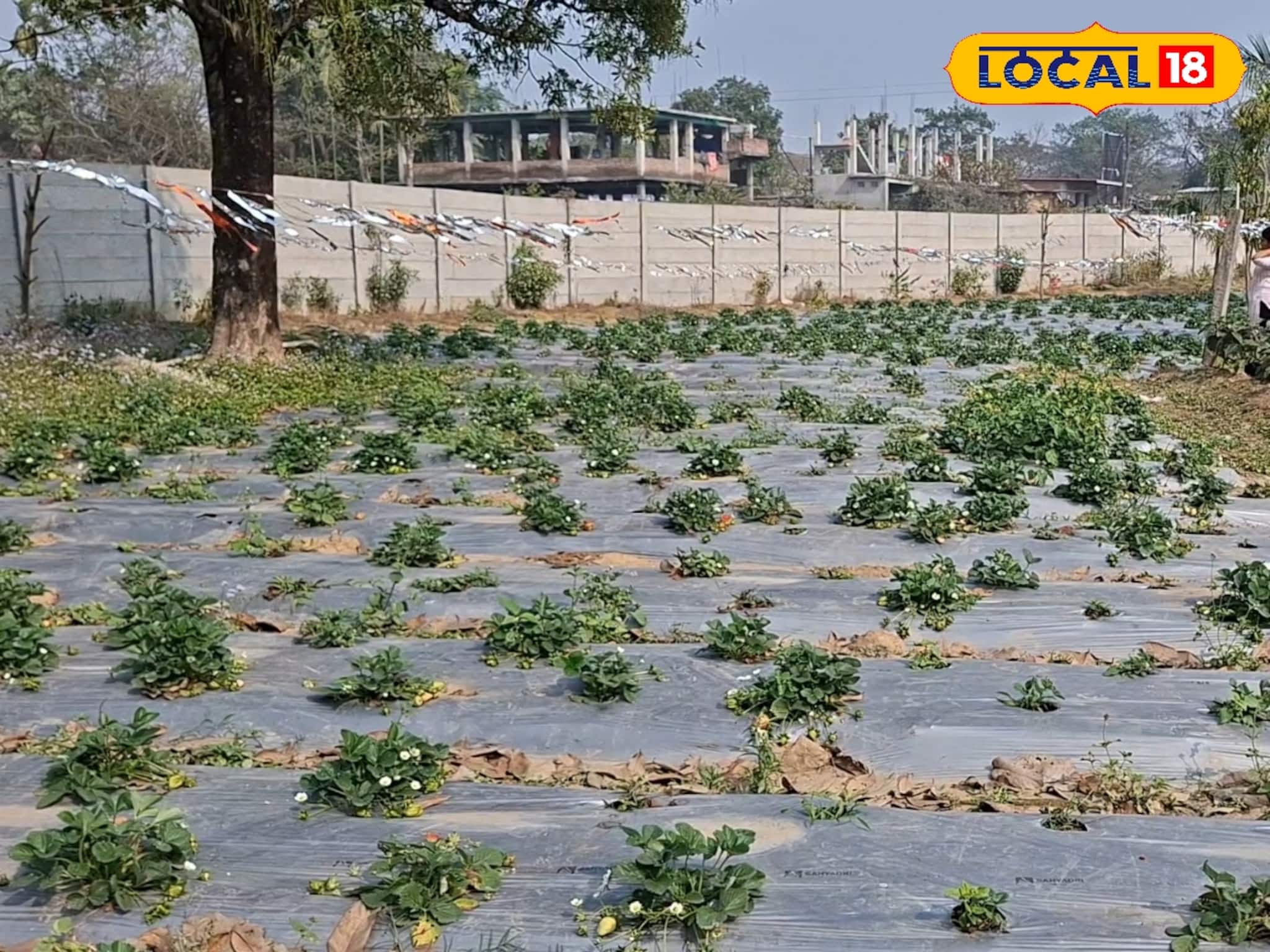গোলাপ বা চকলেট নয়, স্ট্রবেরি ক্ষেতে জমবে প্রেম! ভ্যালেন্টাইন্স উইকে ভালবাসার নতুন ঠিকানা