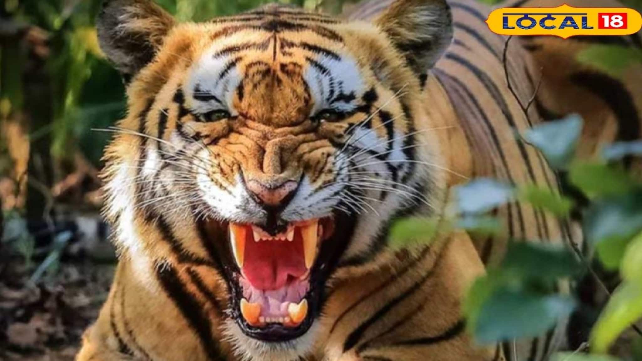 Tiger Attack: ছিল বৈধ পারমিট, তাও অদৃষ্টের লিখন! কাঁকড়া ধরতে গিয়ে মৎস্যজীবীকে ছিঁড়ে খেল বাঘ, সুন্দরবনে ফের আতঙ্কের পরিবেশ