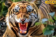 Tiger Attack: ছিল বৈধ পারমিট, তাও অদৃষ্টের লিখন! কাঁকড়া ধরতে গিয়ে মৎস্যজীবীকে ছিঁড়ে খেল বাঘ, সুন্দরবনে ফের আতঙ্কের পরিবেশ