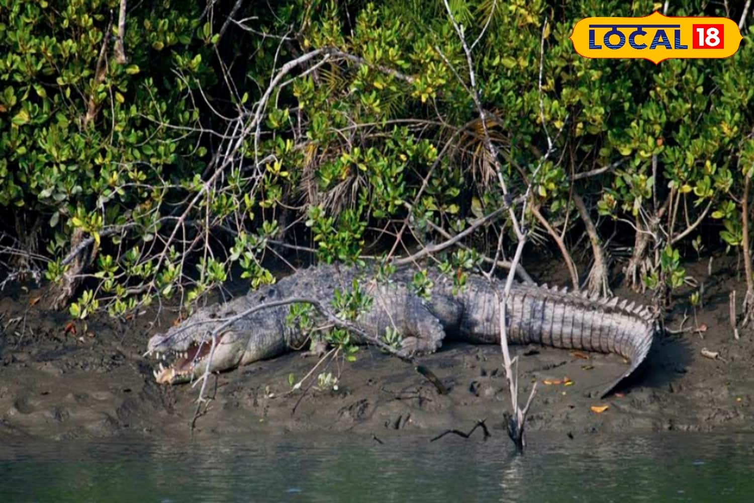 নদীর পাড়ে রোদ পোহাচ্ছে কুমির