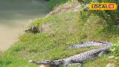 সুন্দরবন কুমির 