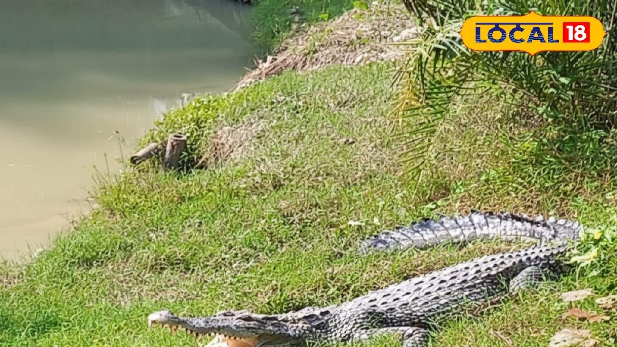 Sundarban News: মিলছে না কুমিরের সঠিক সংখ্যার হদিশ! এবার সুন্দরবনে দু'মাস অন্তর চলবে গণনা
