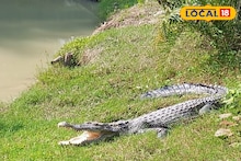 Sundarban News: মিলছে না কুমিরের সঠিক সংখ্যার হদিশ! এবার সুন্দরবনে দু'মাস অন্তর চলবে গণনা