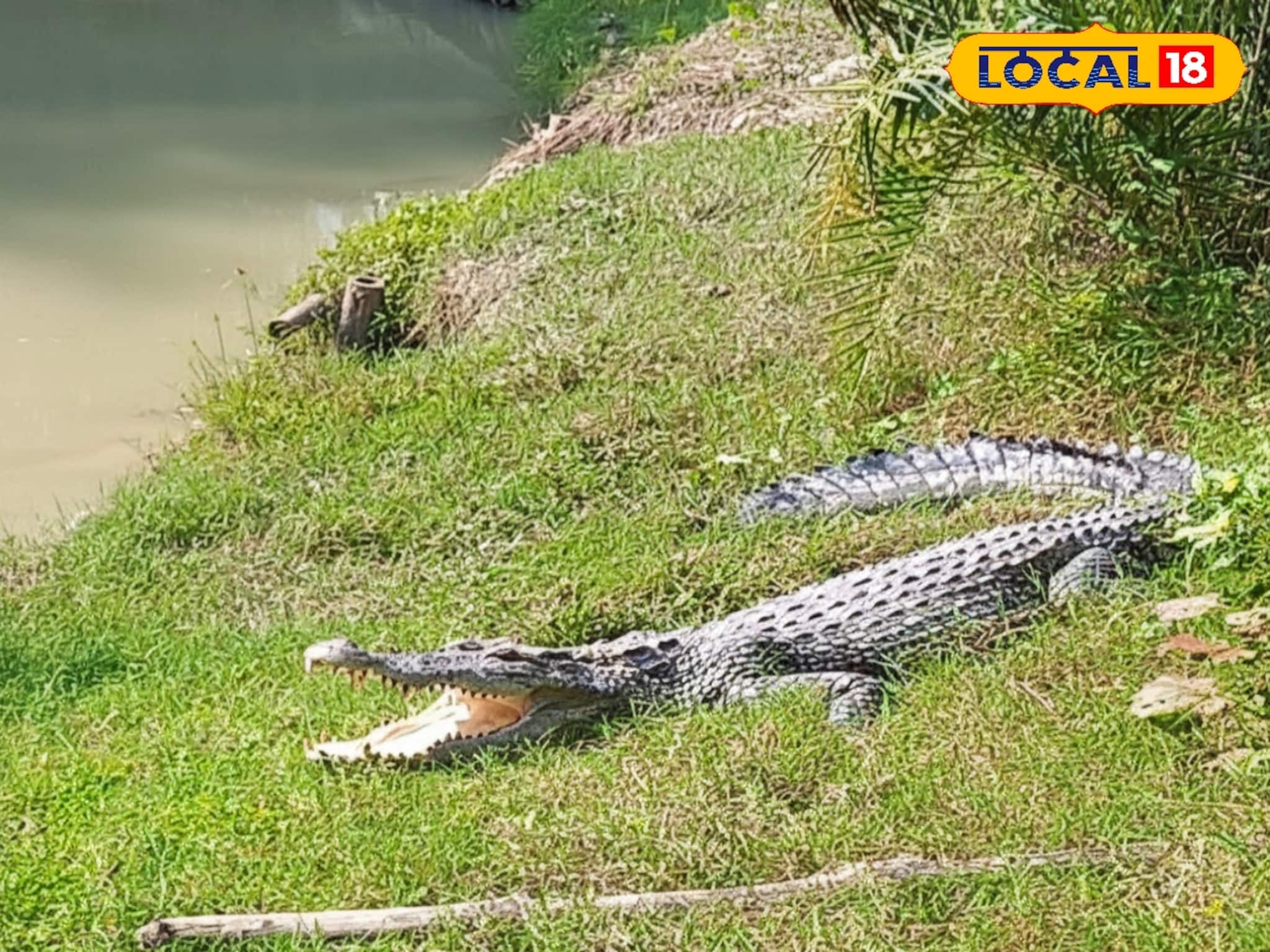 মিলছে না কুমিরের সঠিক সংখ্যার হদিশ! এবার সুন্দরবনে দু'মাস অন্তর চলবে গণনা