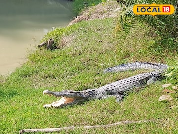 সুন্দরবন কুমির সুন্দরবন কুমির