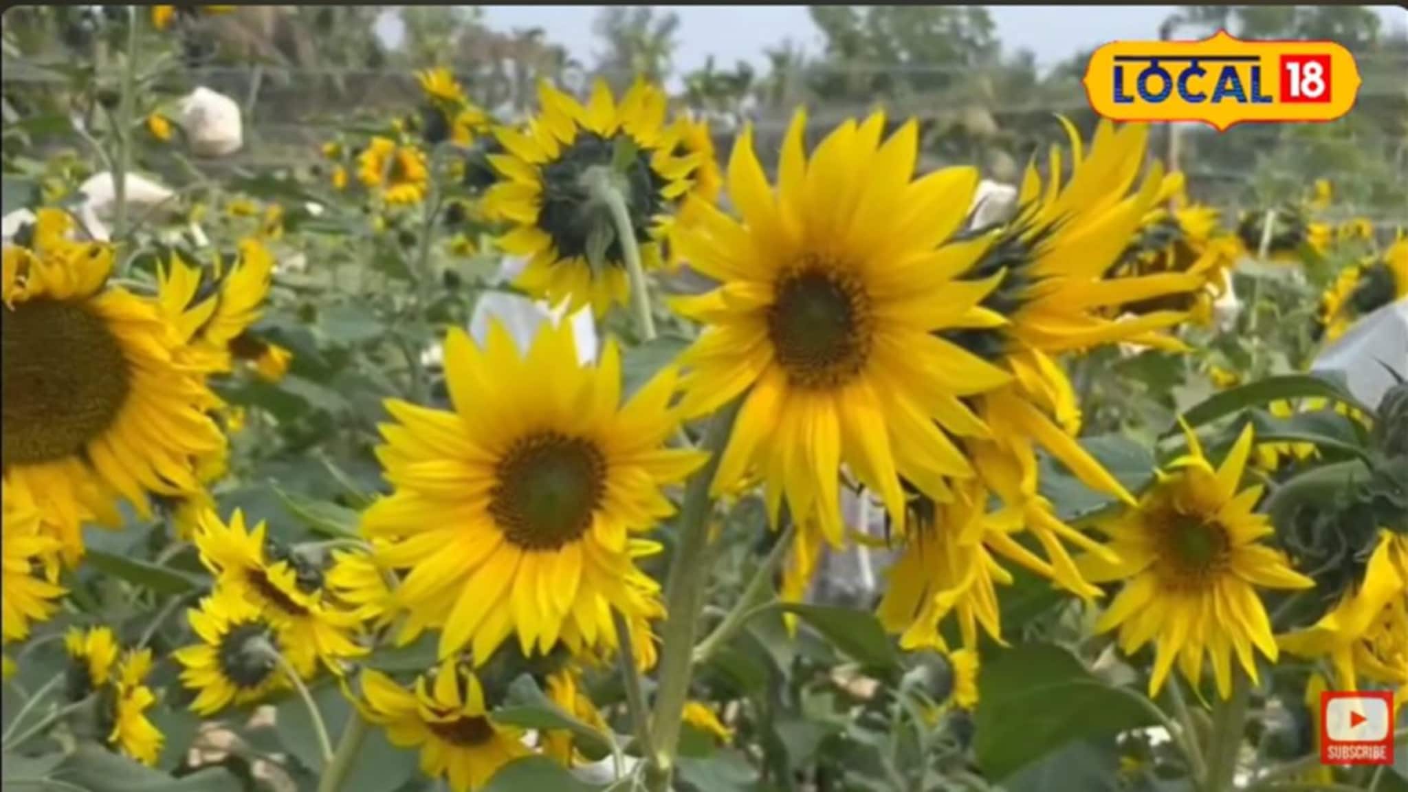 Money Making Tips: সুন্দরবনের নোনা মাটিতেই সূর্যমুখী চাষে বাম্পার ফলন! মোটা লাভ! Money Making Tips: সুন্দরবনের নোনা মাটিতেই সূর্যমুখী চাষে বাম্পার ফলন! মোটা লাভ!