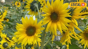 সূর্যমুখী