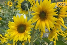 Sunflower Cultivation Tips: সুন্দরবনের নোনা মাটিতেই সূর্যমুখী চাষে বাম্পার ফলন! মোটা লাভের মুখ দেখতে চান আপনিও? রইল 'সিক্রেট টিপস'