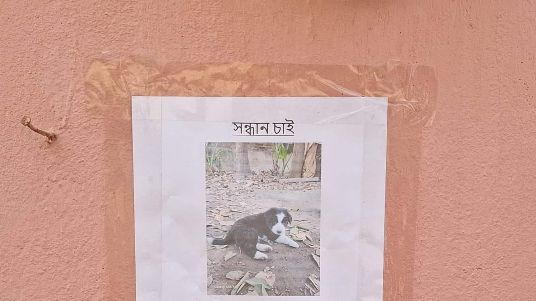 Dog: ‘টুনটুনি’ নিঁখোজ! পোস্টারে পোস্টারে ছেয়ে গেল বর্ধমানের এই এলাকা, থানায় ডায়েরি...শেষে যা হল