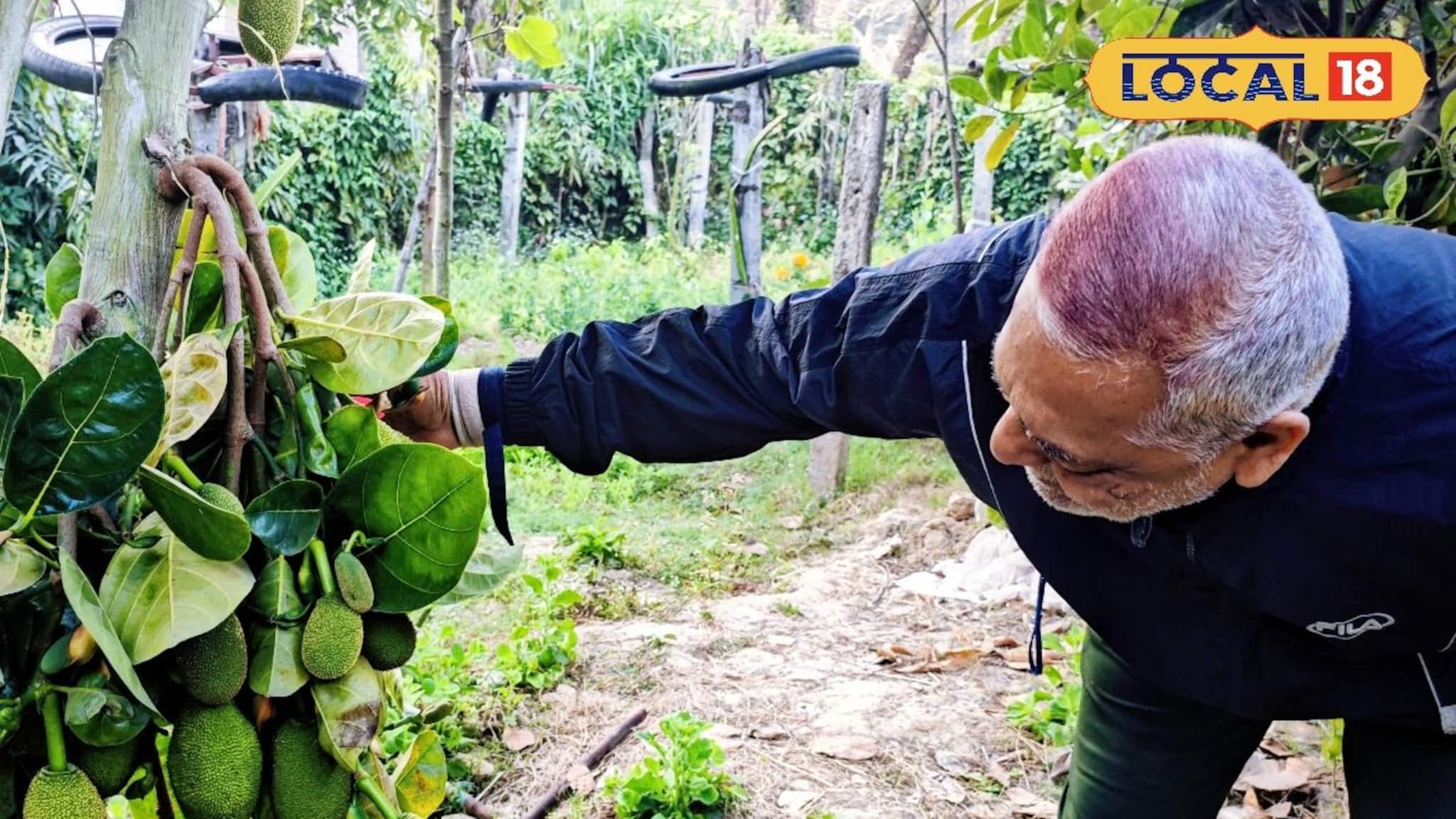 Thailand Jackfruit: আকারে ছোট, গুণে সেরা! বাজারে হাজির ফাইবারে ঠাসা ‘কিউট’ কাঁঠাল, কিনতে উপচে পড়া ভিড়