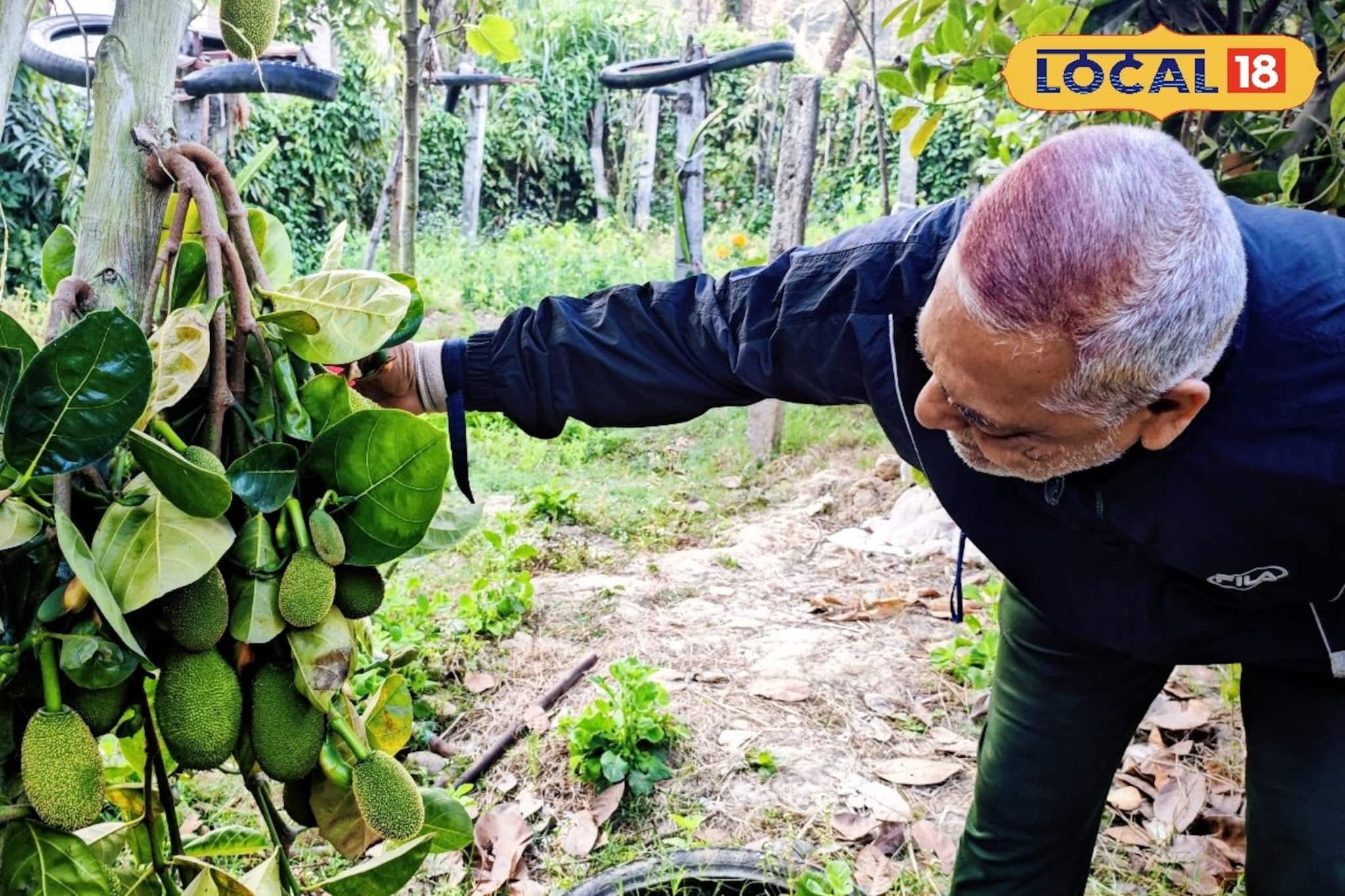 আকারে ছোট, গুণে সেরা! বাজারে হাজির ফাইবারে ঠাসা ‘কিউট’ কাঁঠাল, কিনতে উপচে পড়া ভিড়
