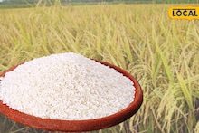 Tulaipanji Rice: সদ্য মিলেছে ‘হেরিটেজ’ তকমা! বাংলার গর্বের তুলাইপাঞ্জি, কী এর বিশেষত্ব
