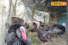 Turkey Poultry Farming: দিন দিন বাড়ছে চাহিদা! বাড়ির খোলা উঠোনে সহজেই টার্কি পালন করে মোটা আয়, পোলট্রি মুরগির চেয়ে ঢের বেশি লাভ