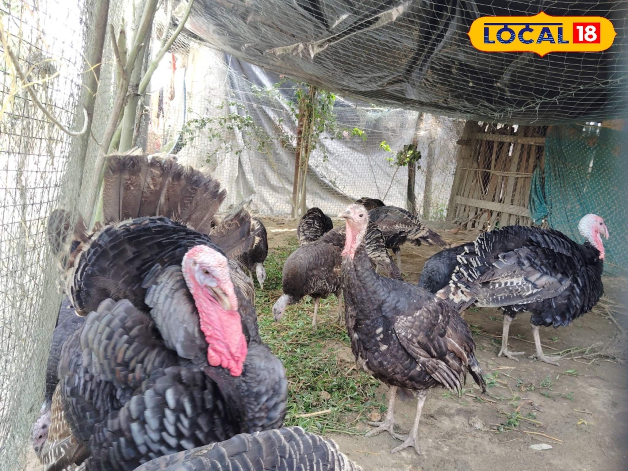 দিন দিন বাড়ছে চাহিদা! বাড়ির খোলা উঠোনে সহজেই টার্কি পালন করে মোটা আয়